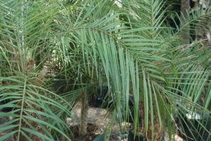 Φοίνικας Ρομπελίνι